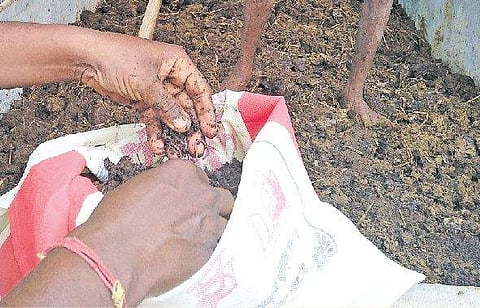 மண்புழு உரத் தயாரிப்பு தொழில்நுட்பம்: வேளாண்துறை யோசனை