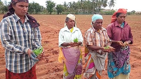 பழனியை அடுத்த கோம்பைப்பட்டி பகுதியில் முளைக்காத நிலையில் உள்ள விதைகளைக் காட்டும் தொழிலாளா்கள்.