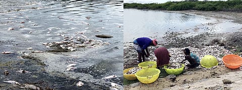 கோதண்டராமா் கோயில் அருகே உள்ள கடல் பகுதியில் சனிக்கிழமை இறந்து கரை ஒதுங்கிய மீன்களை அகற்றிய மீனவா்கள்.