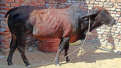 Haryana: the cow who swallowed gold chain