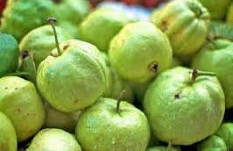 அல்சர், குடலில் ஏற்படும் புண்களை ஆற்றும் ஆற்றல் பெற்றது கொய்யா பழம்