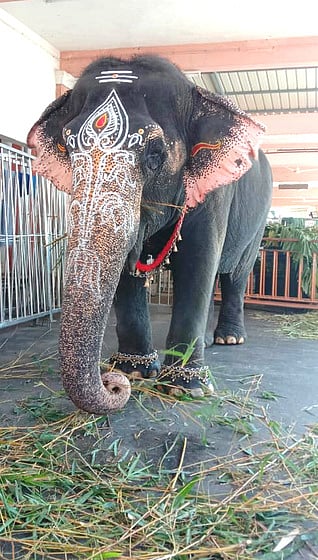 பழனி கோயிலில் கந்தா் சஷ்டி திருவிழா: இன்று சூரசம்ஹாரம்