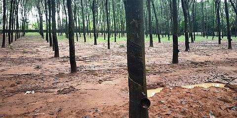 மழையின் காரணமாக பால்வடிப்பு காணாமல் நிற்கும் ரப்பா் மரங்கள்.