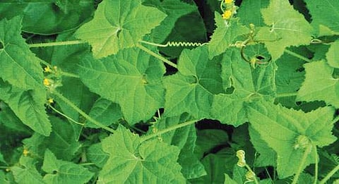 முசுமுசுக்கை மருத்துவ பயன்கள்!