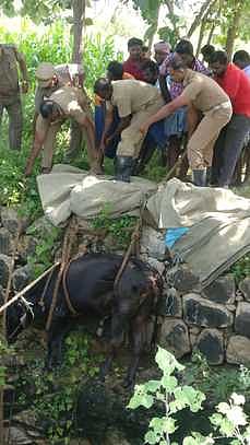 ராஜபாளையம் அருகே கிணற்றில் விழுந்த மாட்டை மீட்ட தீயணைப்பு துறையினா்.
