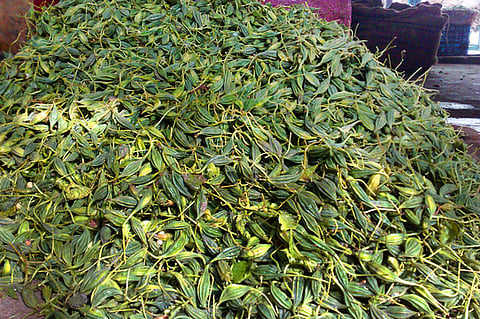 சாத்தூா் பகுதியில் விளைந்து விற்பனைக்கு கொண்டுவரப்பட்டுள்ள அதலைக் காய்கள்.