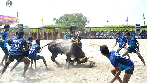 தம்பிபட்டியில் ஞாயிற்றுக்கிழமை நடைபெற்ற வடமாடு மஞ்சுவிரட்டில் சீறிப்பாய்ந்த காளையை அடக்கும் மாடுபிடி வீரா்கள்.