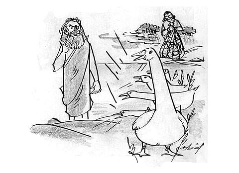 அன்னப்பறவைகளும் வாத்துக்கூட்டமும்!