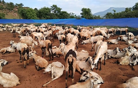 வாழப்பாடி அருகே புத்திரகவுண்டன்பாளையம் முருகன் கோவில் பகுதியில் அமைக்கப்பட்டுள்ள ராமநாதபுரம் ஆட்டு மந்தை.