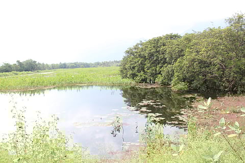 பெரியகுளம் பகுதிகண்மாய்களில் ஆக்கிரமிப்பு