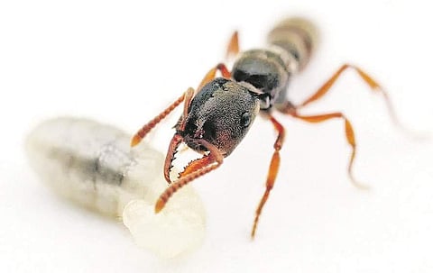  டிராகுலா எறும்பு!