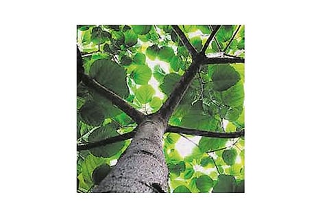 அதிர்ஷ்டம், ஆரோக்கியம் நிறைந்த - ஆத்தி மரம்