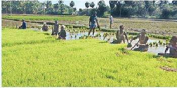 பாரம்பரிய நெல் சாகுபடி: தீவிரம் காட்டும் விவசாயிகள்