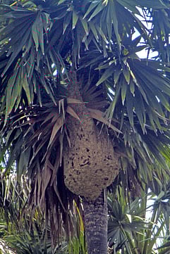 பனை மரத்தில் கூடு கட்டியுள்ள விஷ வண்டுகள்.