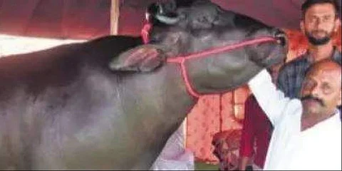 ரூ.14 கோடி மதிப்புள்ள பீமா மாடு