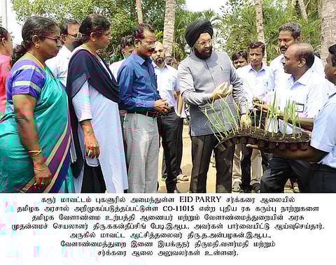 ‘புதிய ரக கரும்பைப் பயிரிடுவதால் குறைந்த காலத்தில் அதிக விளைச்சல் பெறலாம்’