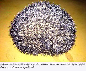 பிடிபட்ட அரிய வகை முள்ளெலி.