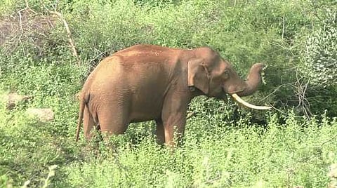 ஒட்டன்சத்திரம் அருகே பரப்பலாறு அணைப்பகுதியில் சுற்றித்திரியும் ஒற்றை யானை.