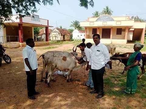 கால்நடைகளுக்கு கோமாரிநோய் தடுப்பூசி போடும் மருத்துவகுழுவினா்.