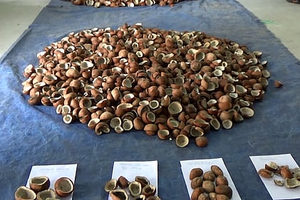 ஏலத்துக்கு கொண்டு வரப்பட்டிருந்த கொப்பரைத் தேங்காய்கள்.