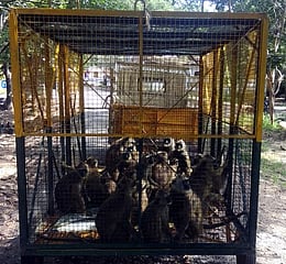 அகஸ்தியா் அருவி பகுதியில் சுற்றித் திரிந்த அனுமன் மந்திகள் கூண்டு வைத்துப் பிடிப்பு