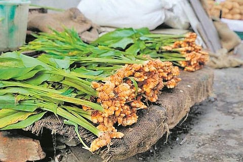 புற்றுநோயிலிருந்து காக்கும் தங்க மசாலா! - நாச்சாள்