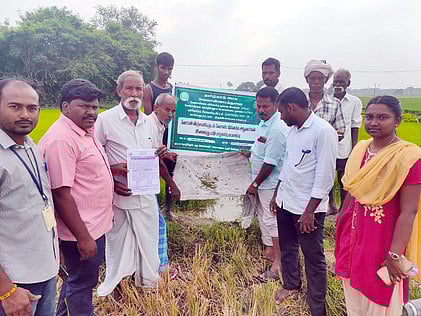 வாக்கடை கிராமத்தில் வெட்டுப்புழுத் தாக்குதலுக்கு உள்ளான நெல் வயலை ஆய்வு செய்யும் வேளாண் துறையினா்.