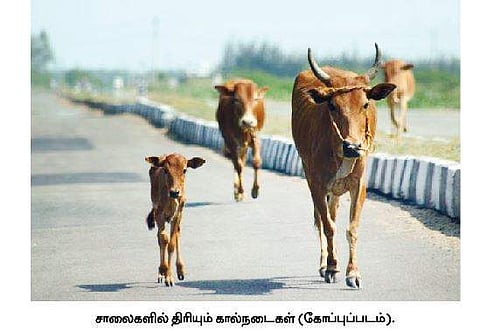 கால்நடைகளைத் திரிய விட்டால் ஏலம் விடப்படும்: அரக்கோணம் நகராட்சி ஆணையா் எச்சரிக்கை