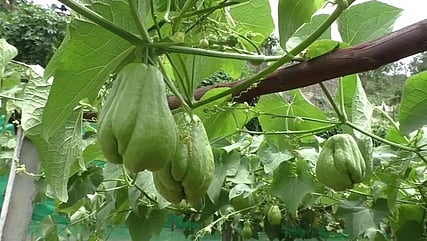 பந்தலில் காய்த்து தொங்கும் மேரக்காய்கள்.