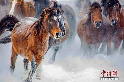 பனி புல்வெளியில் ஆயிரக்கணக்கான குதிரை ஓடும் காட்சி