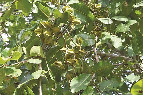 இயற்கையின் அதிசயம்! - மருத மரம்