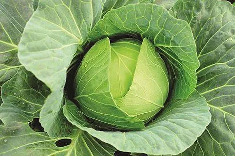 உடல் பருமனைக் குறைக்க உதவும் முட்டைக் கோஸ்