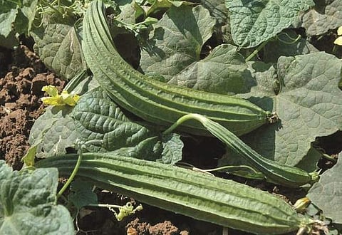 பீர்க்கங்காய் தரும் பலன்கள்!