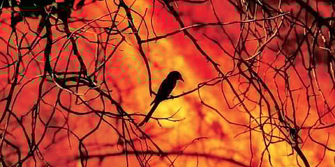 பந்திப்பூர் புலிகள் காப்பகத்தின் 2,500 ஏக்கர் வனத்தை சாம்பலாக்கிச் சென்ற காட்டுத் தீ