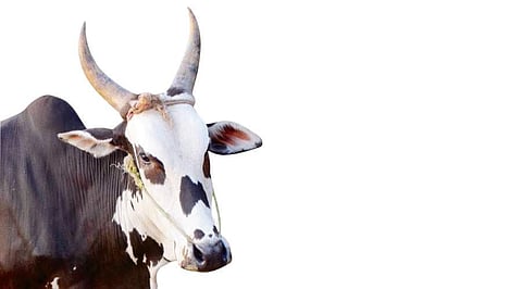 ஆலம்பாடி மாட்டினத்துக்கு  அங்கீகாரம் கிடைக்குமா?