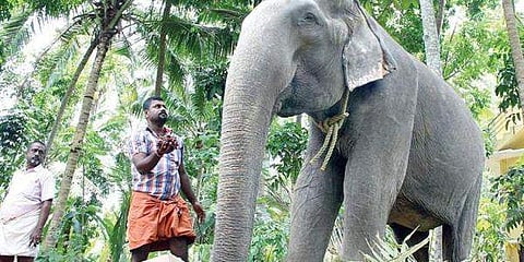 ஆசியாவின் மிக வயதான, கின்னஸ் சாதனைக்குச் சொந்தக்கார யானை மரணம்