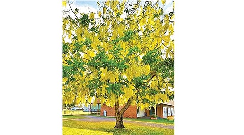 மரங்களின் வரங்கள்!: வெற்றி வாகைத் தரும் - வாகை  மரம்