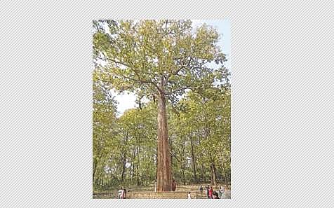 மரங்களின் வரங்கள்! வாழ்வை வளமாக்கும் - தேக்கு மரம்