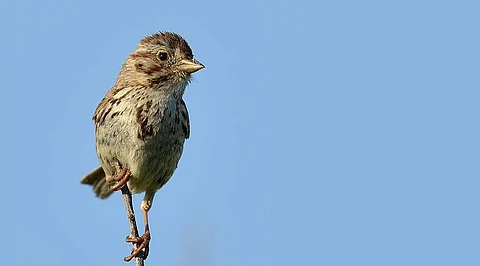 உலக சிட்டுக்குருவிகள் தினம் - புகைப்படங்கள்