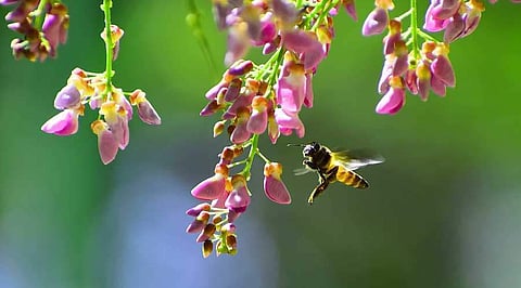 தேனீக்கள்.