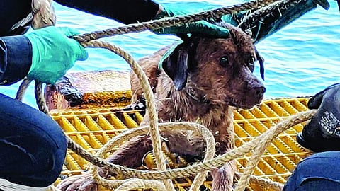 தாய்லாந்து: கடலில் 220 கி.மீ. நீந்தி வந்த நாய்!