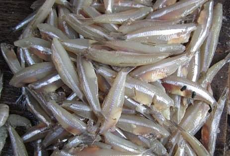 தமிழகத்தில் மீன்பிடி தடைக்காலம் அமல்: மீன்களின் விலை கடும் உயர்வு: வஞ்சிரம் கிலோ ரூ. 1500