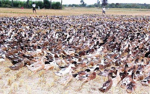 நாள்தோறும் வருவாய் ஈட்டித் தரும் வாத்து வளர்ப்பு!