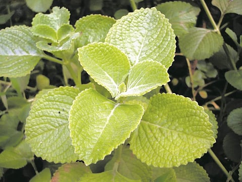 கற்பூரவள்ளியின் மருத்துவக் குணங்கள்!