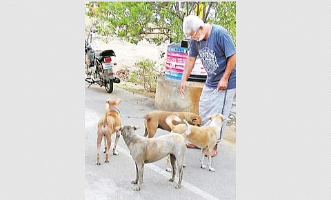 செல்லப்பிராணிகளின் காவலர்!