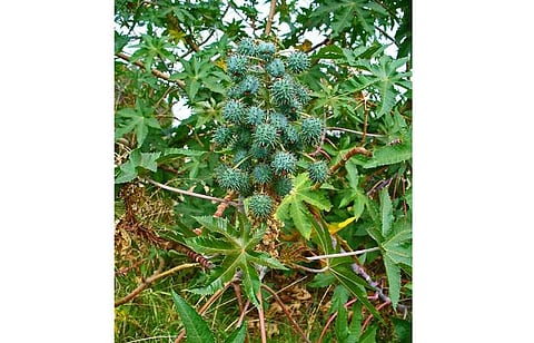 ஆடிப்பட்ட ஆமணக்கு சாகுபடி 