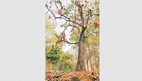 சர்வரோக நிவாரணி - புரசு மரம்