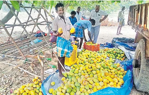 மாம்பழத்துடன்  விவசாயி.