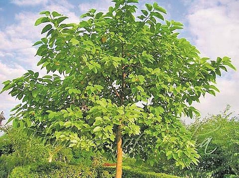  ஏழிலைபாலை மரம்!