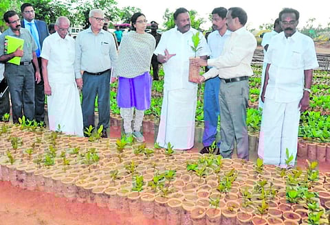 பாதிப்பு உறுதியானால் தைல மரக்காடுகள் அழிக்கப்படும்: அமைச்சர் திண்டுக்கல் சீனிவாசன்